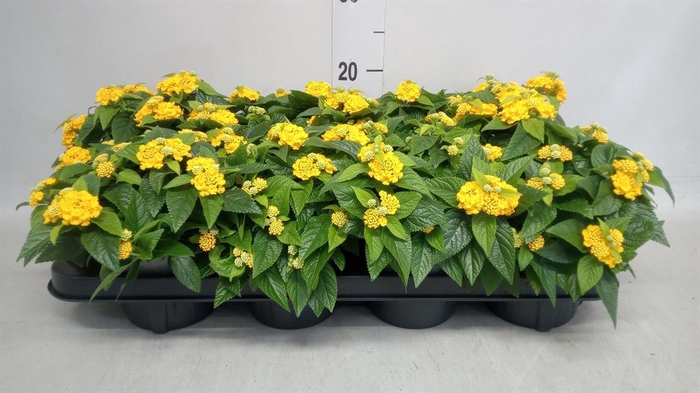<h4>Lantana camara 'Evita Yellow'</h4>