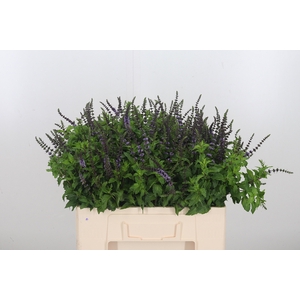 Mentha Purple Sensation