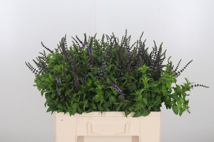 Mentha Purple Sensation