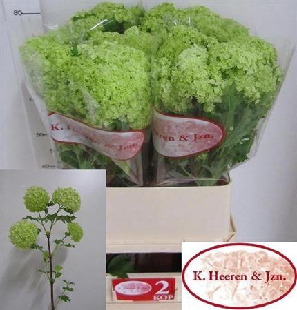 <h4>Viburnum Roseum St 80cm 2 Hd</h4>