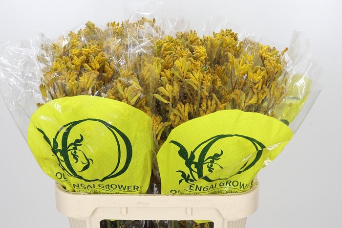 <h4>Anigozanthos Yellow Gem</h4>
