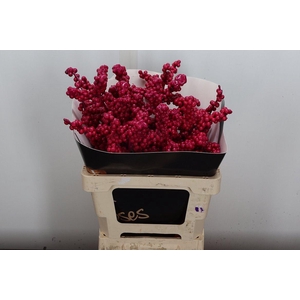 Ilex Wx Cerise Xl
