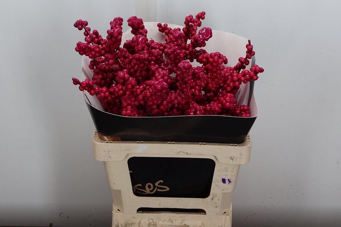 <h4>Ilex Wx Cerise Xl</h4>