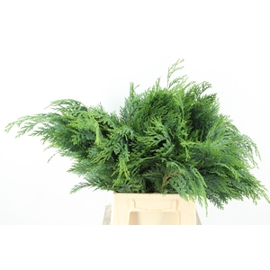 CONIFEER GROEN BS