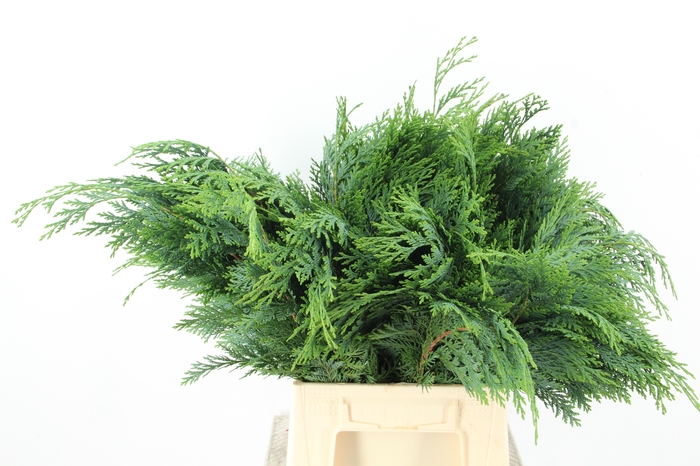 <h4>CONIFEER GROEN BS</h4>