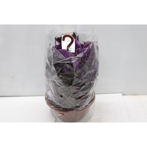 TRADESCANTIA ZEBRINA C21 ROXO