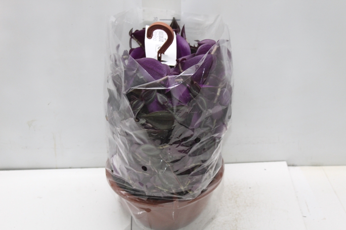 <h4>TRADESCANTIA ZEBRINA C21 ROXO</h4>