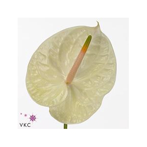 Anthurium champagne