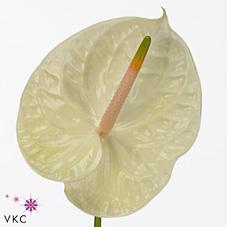 <h4>Anthurium champagne</h4>