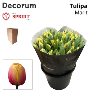 TU EN MARIT Aqua Box 50