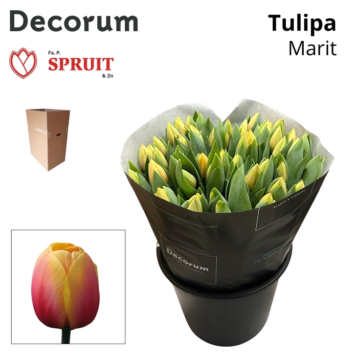 <h4>TU EN MARIT Aqua Box 50</h4>