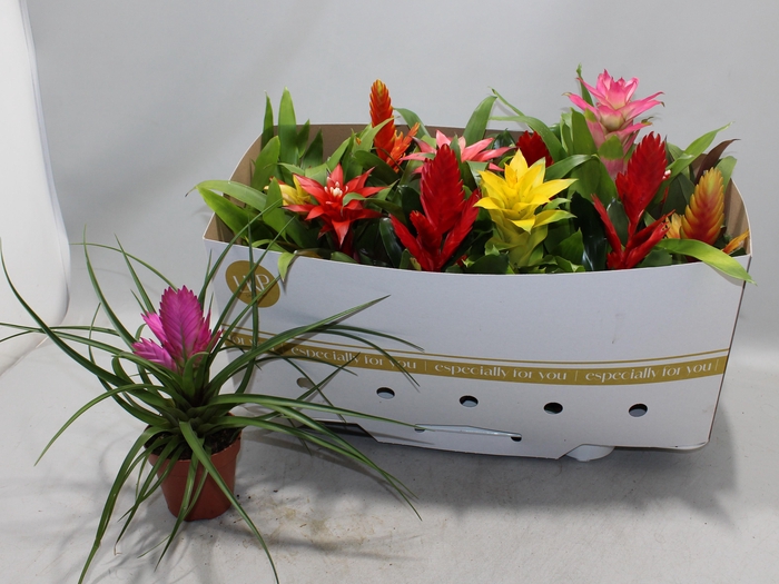 <h4>BROMELIA GEM</h4>