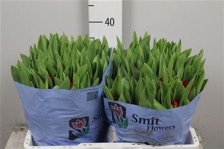 <h4>Tu En Make A Wish</h4>