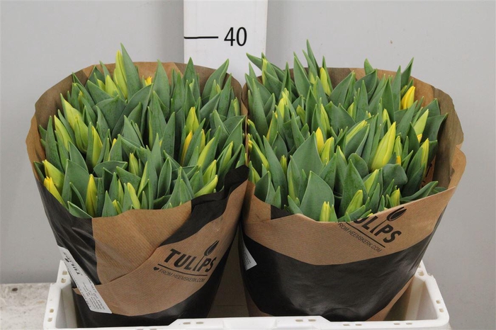 <h4>Tu En Strong Gold</h4>