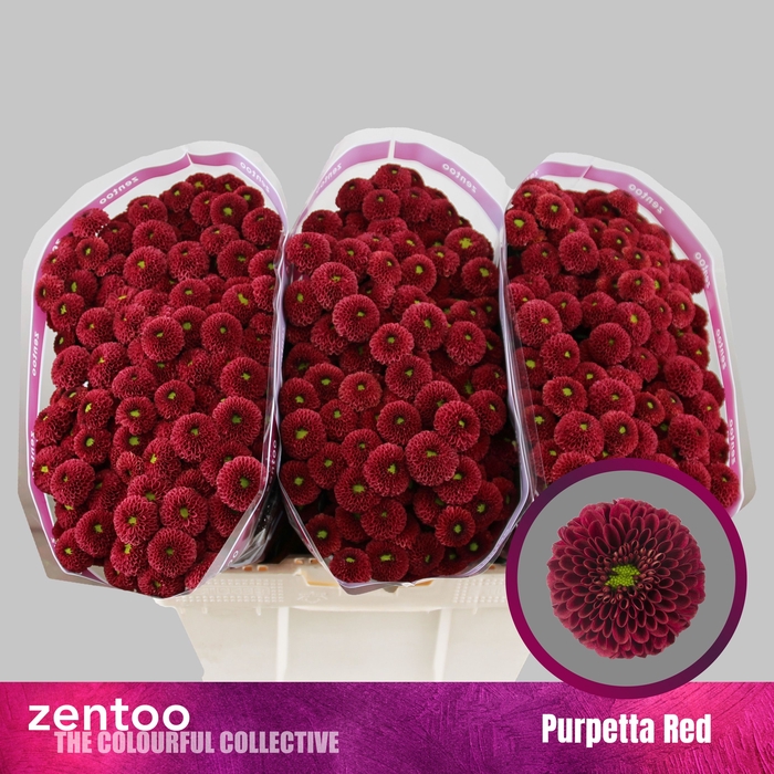 <h4>CHR S AAA PURPET RED</h4>