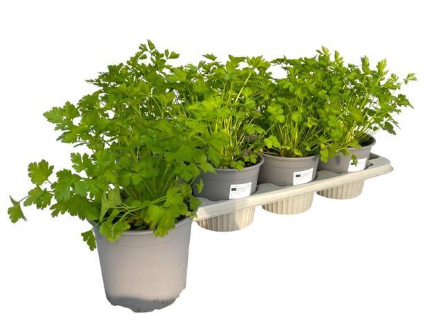 <h4>Petroselinum crispum var. neapolitanum</h4>