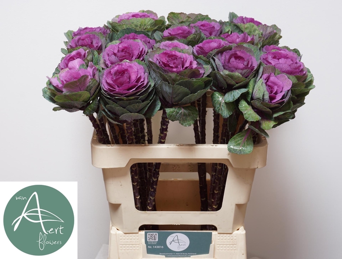 <h4>BRASS RED CRANE</h4>