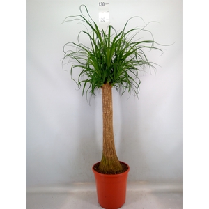 Beaucarnea recurvata