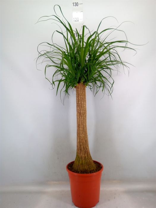 <h4>Beaucarnea recurvata</h4>