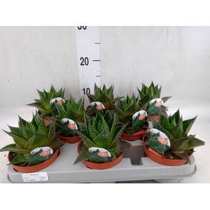 Aloe aristata 'Cosmo'