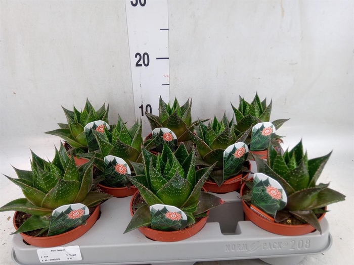 <h4>Aloe aristata 'Cosmo'</h4>