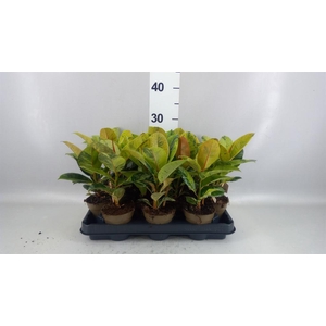 Ficus elastica   ...mix 4