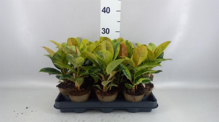 <h4>Ficus elastica   ...mix 4</h4>