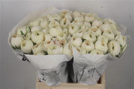 <h4>Ran Su Hanoi</h4>