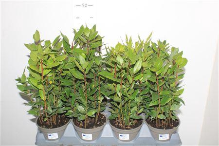 <h4>Lau Nobilis</h4>