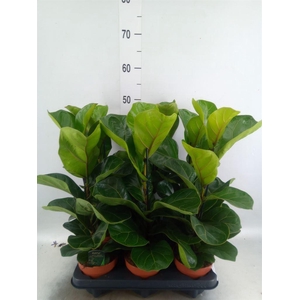 Ficus lyrata 'Bambino'