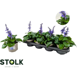 SALVIA MYSTY