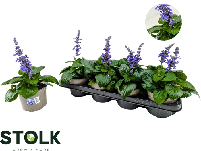 <h4>SALVIA MYSTY</h4>