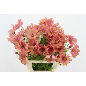 COSMOS BIPINNATUS APRICOT