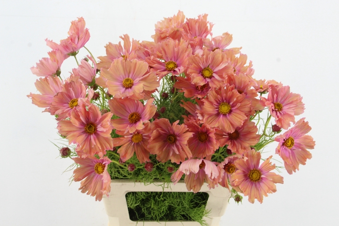 <h4>COSMOS BIPINNATUS APRICOT</h4>
