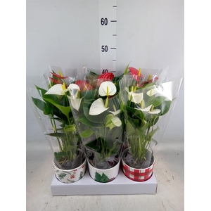 Anthurium   ...mix