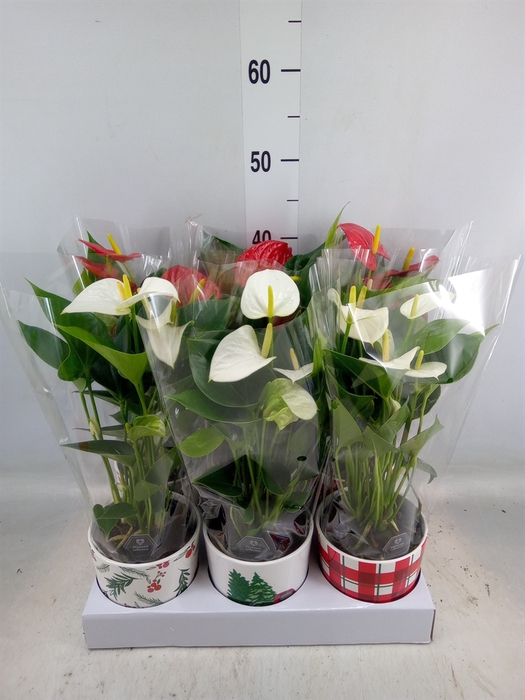 <h4>Anthurium   ...mix</h4>