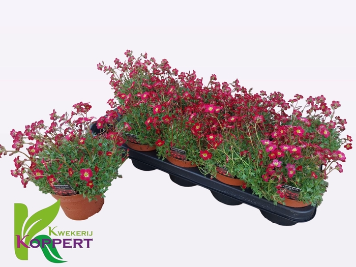 <h4>SAXIF PIXIE</h4>