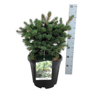 Picea pung. 'Lucky Strike'