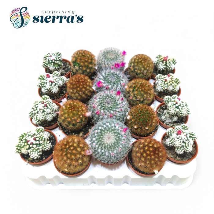 <h4>Sierra's® - Cactus Flowering Mix</h4>