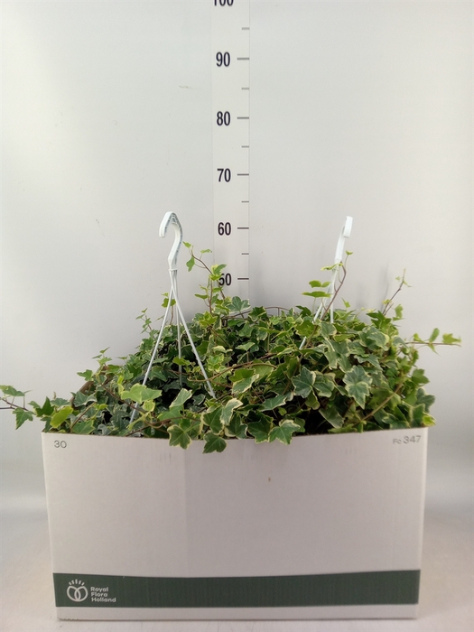 <h4>Hedera helix 'Eva'</h4>