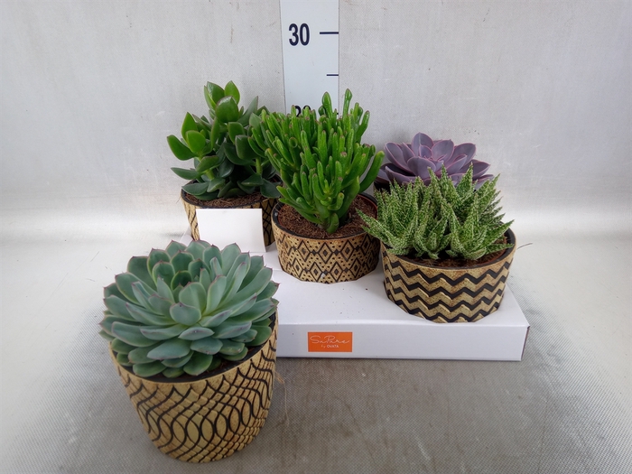 <h4>Succulents   ...mix 5</h4>