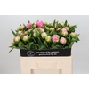 Paeonia Pink Giant