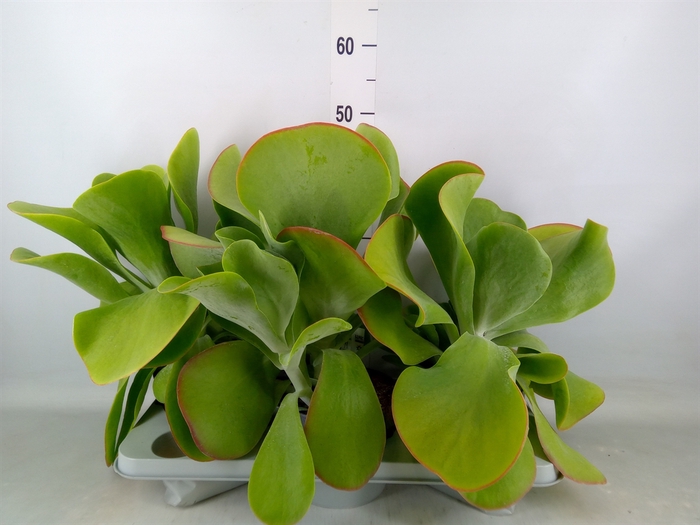 <h4>Kalanchoe NF thyrsiflora 'Red Lips'</h4>