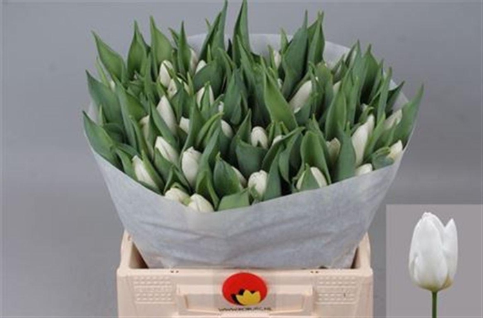 <h4>Tu En White Prince</h4>