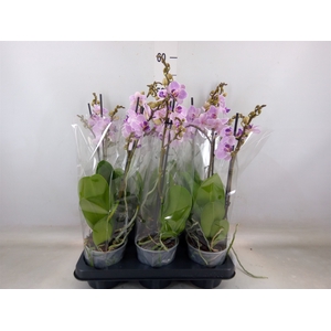 Phalaenopsis multi.   ...rose