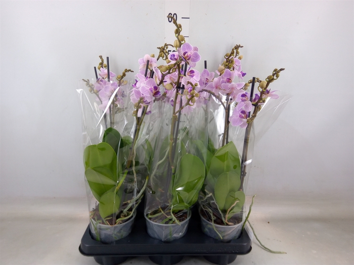 <h4>Phalaenopsis multi.   ...rose</h4>