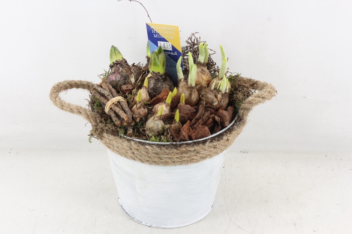 <h4>arr4 Bollenmix MB - Zink ton touw x3</h4>