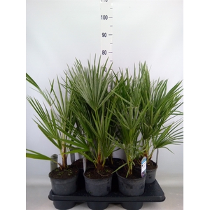 Chamaerops humilis