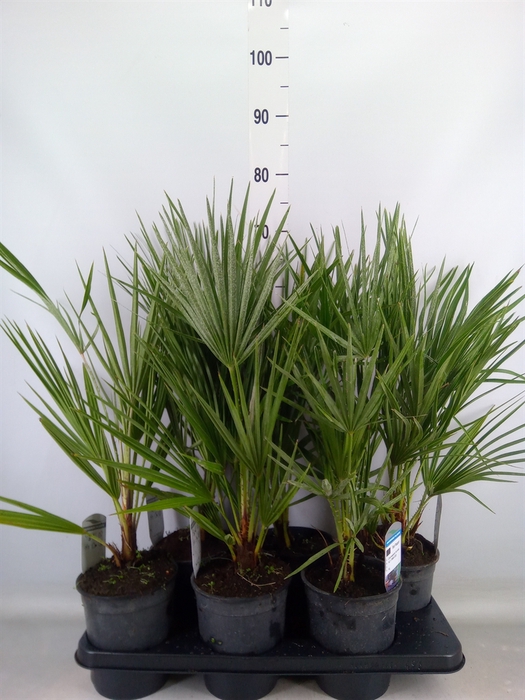<h4>Chamaerops humilis</h4>