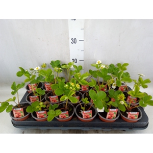 Fragaria   ...